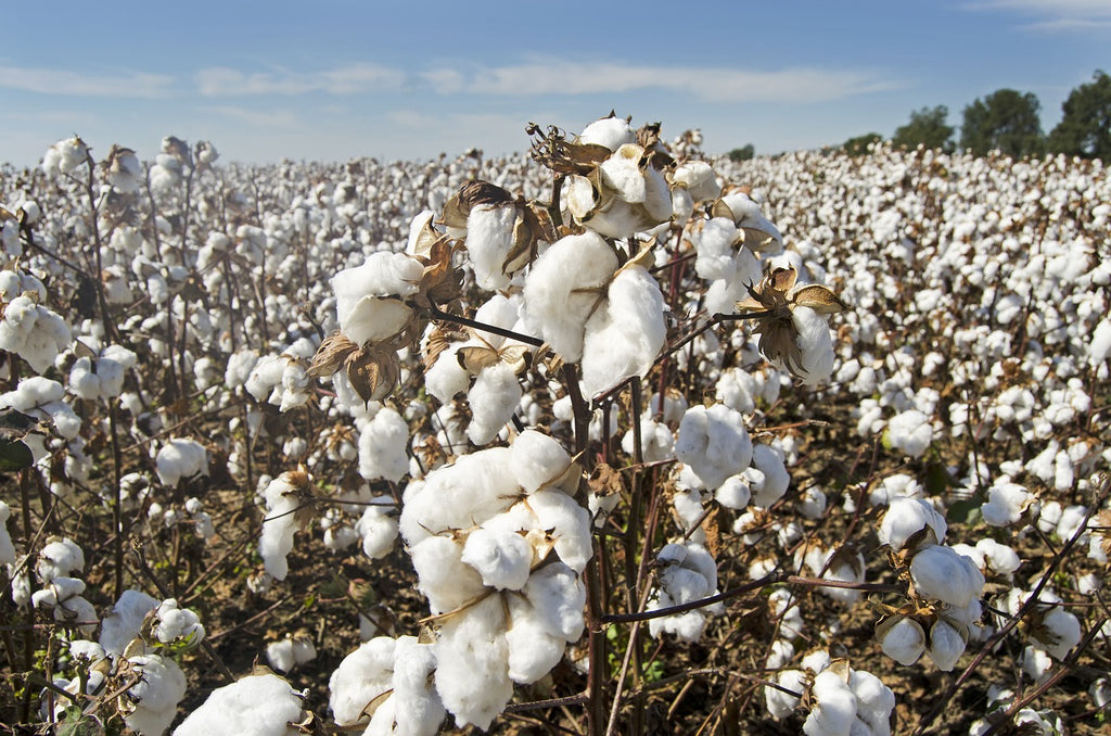 Beautiful Cotton Field